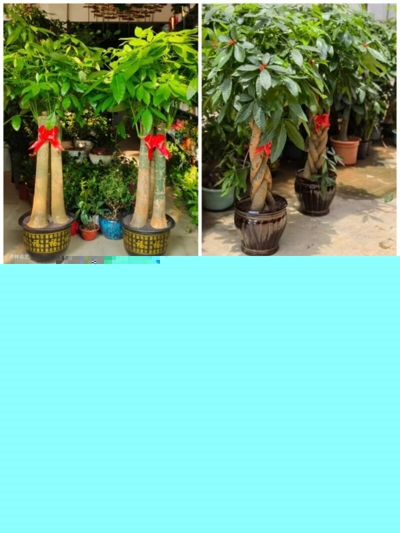 驻马店市花卉盆栽店绿植物发财金钱树62驿城确山泌阳遂西平汝南县