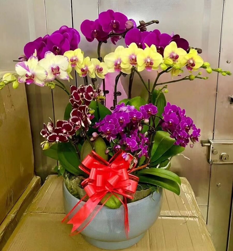 三亚市鲜花卉店中秋节送礼蝴蝶兰水果篮文昌市琼海陵水万宁东方市