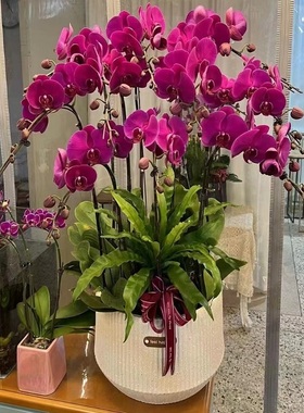 吕梁市鲜花卉店开业张送礼蝴蝶兰水果篮离石孝义汾阳柳林交口城县