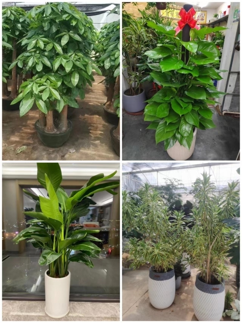 西安市花卉盆栽店绿萝植物发财金钱树53碑林灞桥户县蓝田周至临潼