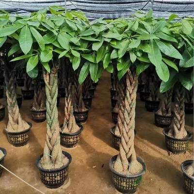 楚雄市花卉盆栽店绿植发财天堂鸟66双柏牟定南华大姚安永仁元谋县