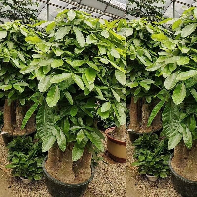河池市花卉盆栽绿植发财树32东兰罗城环江巴马都安大化县宜州天堂