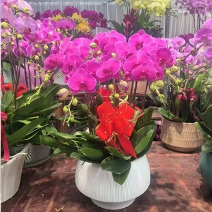 兰州市开花卉店春节日元宵送蝴蝶大惠兰城关区安宁榆中县过年花1