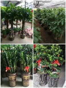 德宏州花卉盆栽店绿萝植物发财金钱树35潞西瑞丽市梁河盈江陇川县