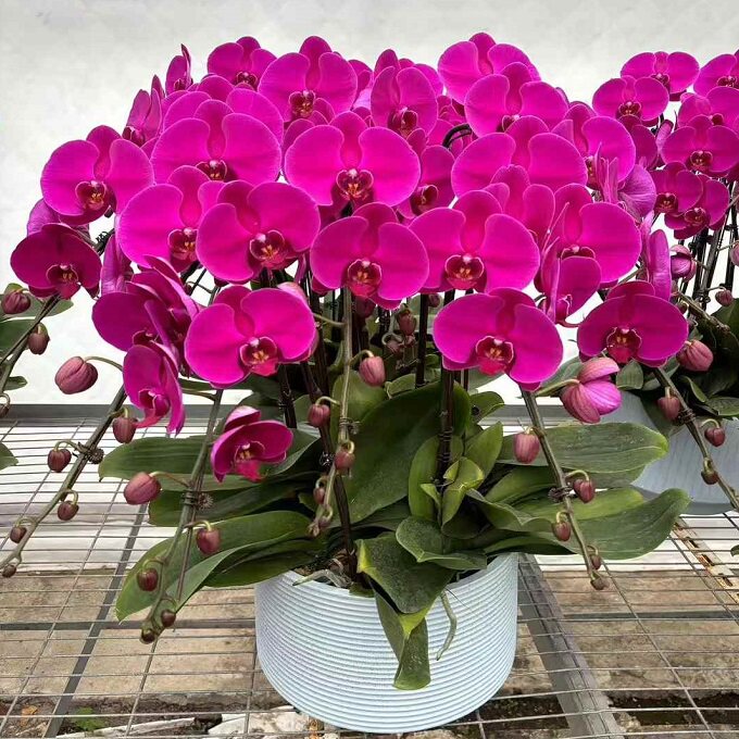 濮阳市鲜花卉店送蝴蝶兰水果篮华龙区清丰南乐范县台前过年花1