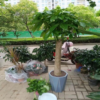 达州市花卉盆栽店植物发财树2通川渠县宣汉开江大竹万源天堂鸟