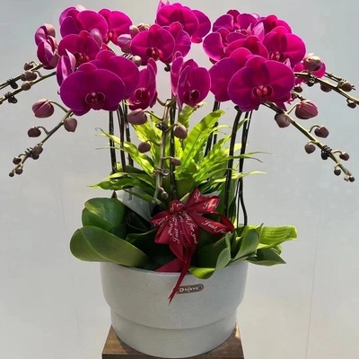 济宁市鲜花卉店生日送礼蝴蝶兰水果篮任城区曲阜兖州邹城嘉祥县乔