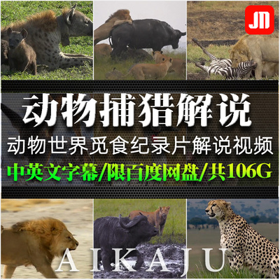 非洲肉食动物世界觅食纪录片视频 狮子老虎野兽捕猎解说配音素材