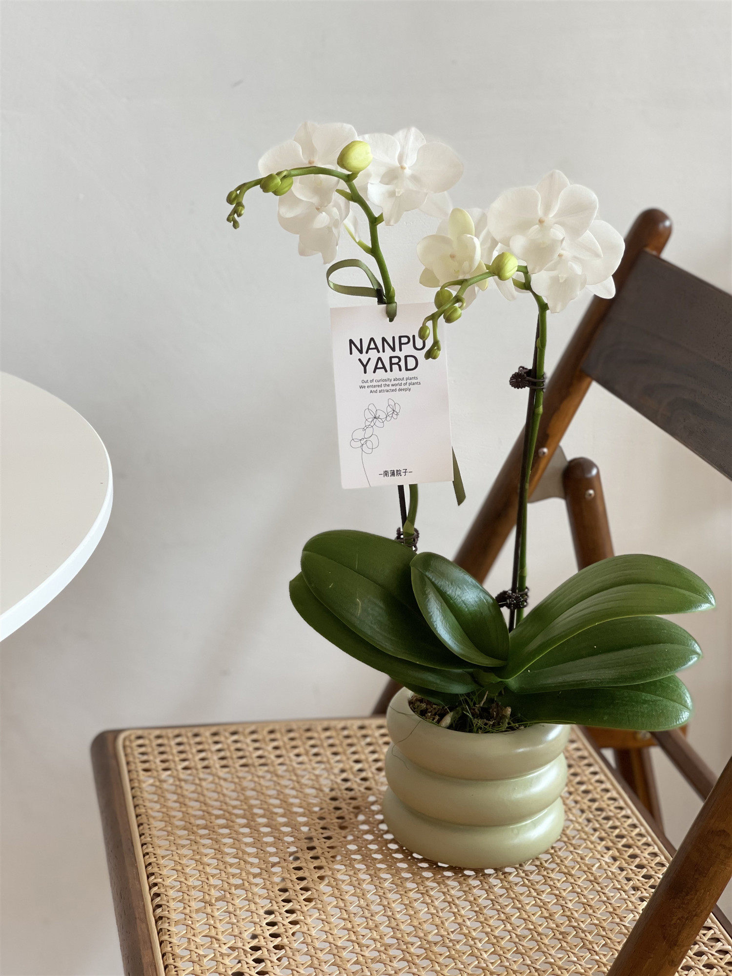 南蒲院子/白天鹅蝴蝶兰盆栽客厅办公桌节日花礼曼哈顿之心