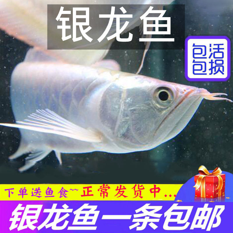 银龙鱼活鱼苗大型热带观赏鱼活体发财鱼风水鱼招财鱼龙鱼淡水好养
