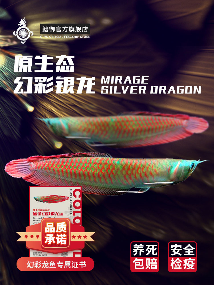 鳍御幻彩银龙鱼活体观赏鱼苗热带鱼淡水中大型风水招财七彩银龙鱼