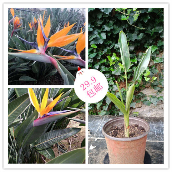 鹤望兰天堂鸟开花种基地大型盆栽绿植观叶观花客厅办公室四季观赏