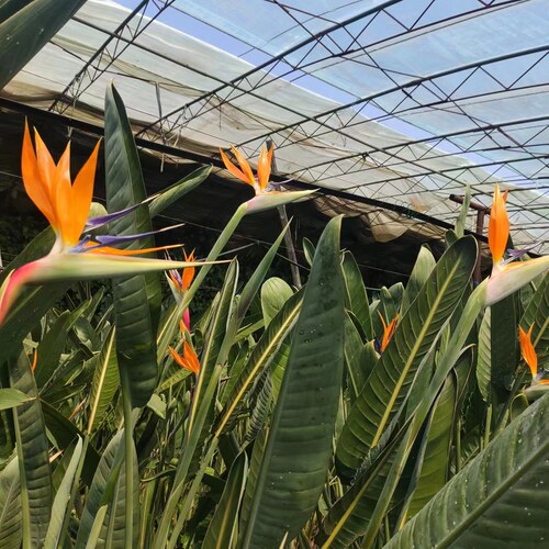 鹤望兰绿植鹤望兰绿植办公室客厅