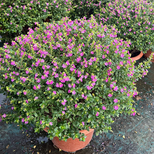 满天星多年生观花植物