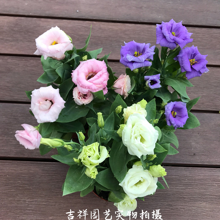 中华桔梗盆栽带花 洋玫瑰庭院阳台花卉铃铛花多年生花期久2盆包邮