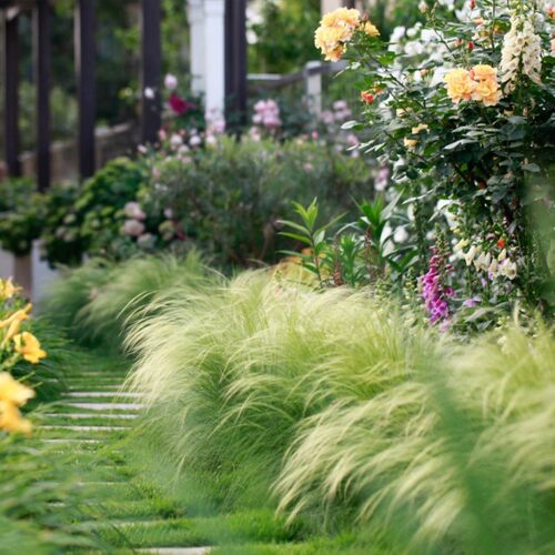 室外花境植物墨西哥羽毛草