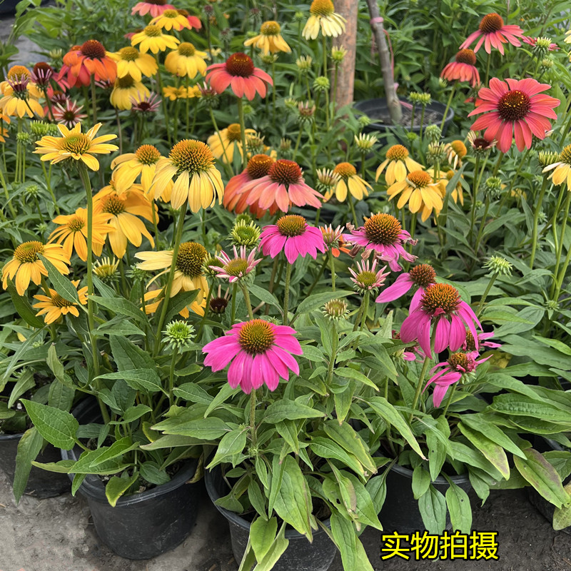松果菊盆栽苗庭院花园观花植物多年生宿根花卉耐热花期久好养包邮