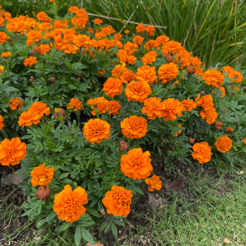 孔雀草盆栽万寿菊花苗臭芙蓉菊庭院花园种植四季种植花卉花期久