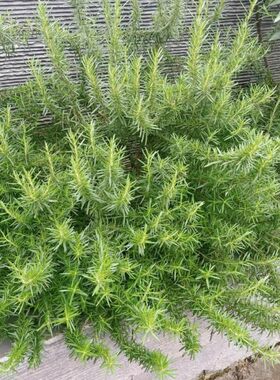 迷迭香盆栽苗庭院阳台种植多年生