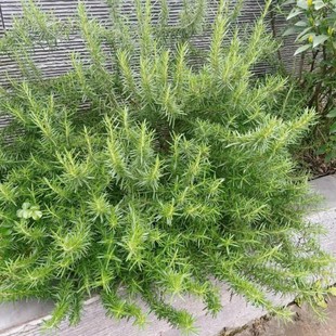 迷迭香盆栽苗 庭院阳台香草植物多年生耐寒耐热好养西餐料理包邮