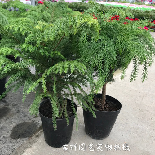 澳州南洋杉盆栽苗 独杆南洋杉四季常绿绿植美观空气好包邮