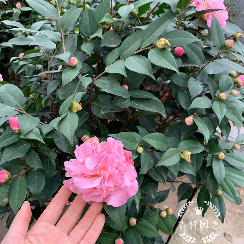 重瓣茶花盆栽赤丹茶花五色茶室内外四季花卉成品带花好养花期久 爱优品