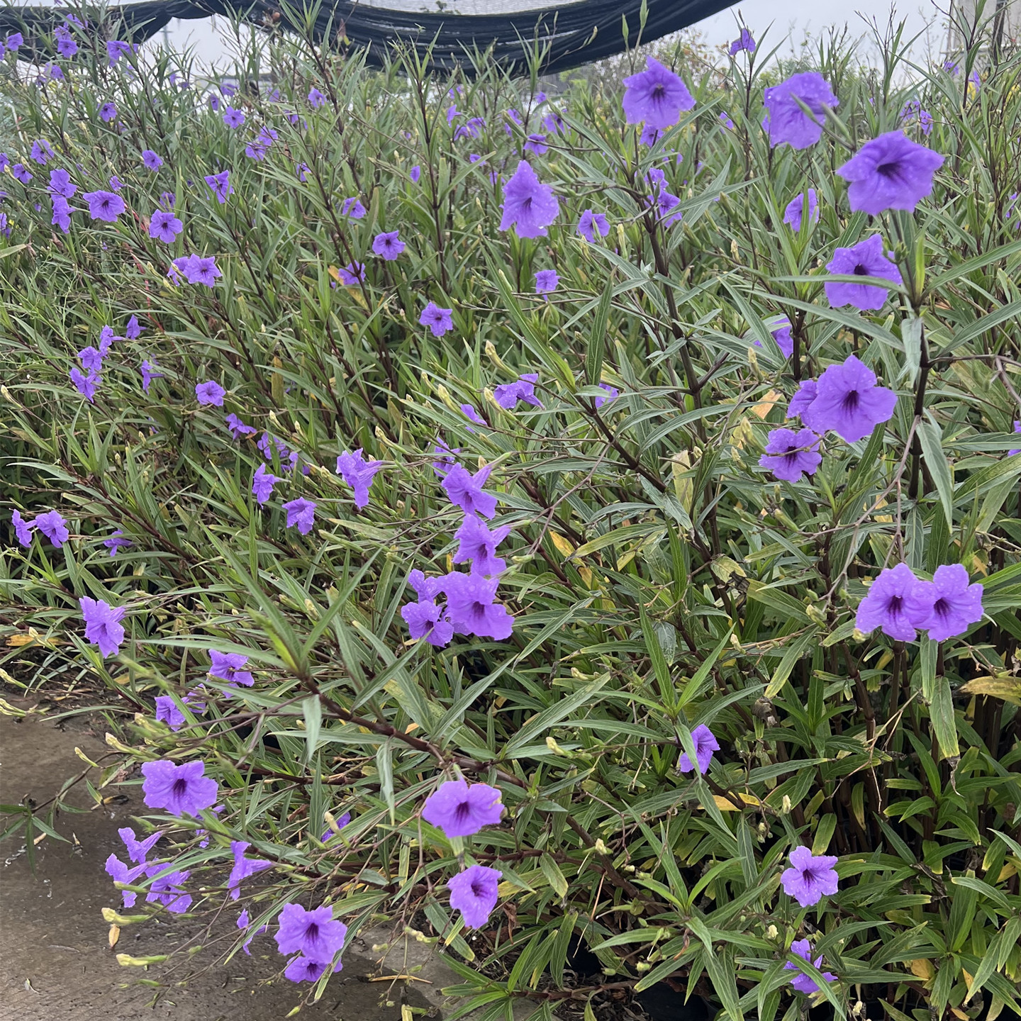 翠芦莉盆栽庭院多年生观花植物