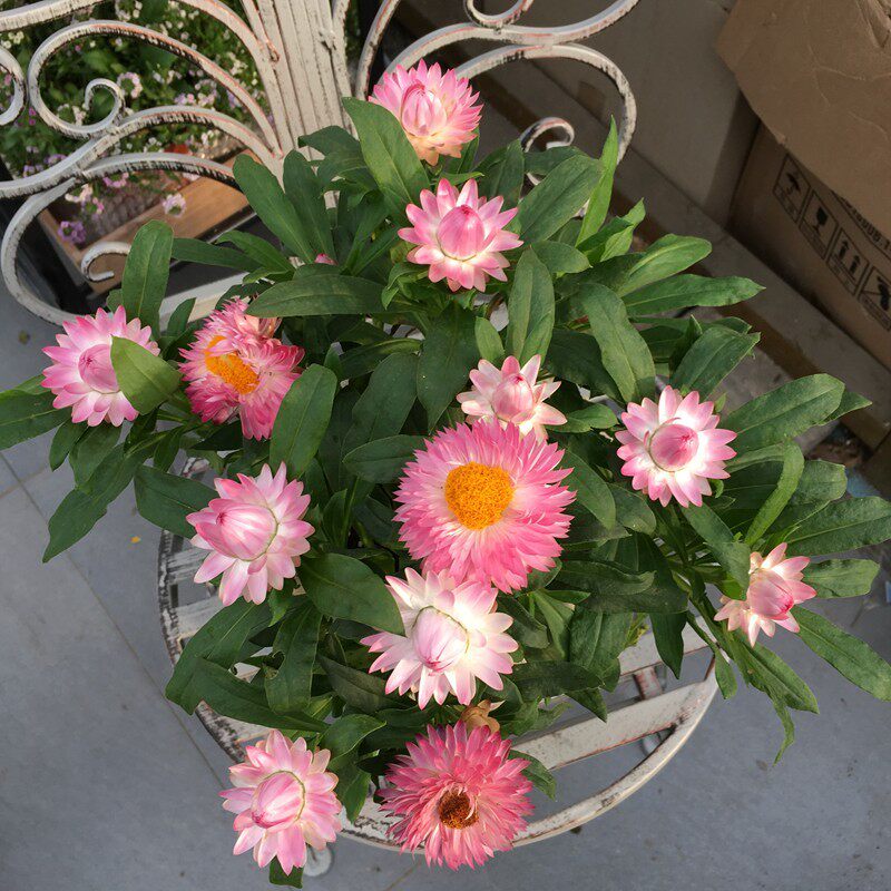 麦秆菊盆栽苗蜡菊永生花庭院阳台观花植物耐寒花期久易成活包邮