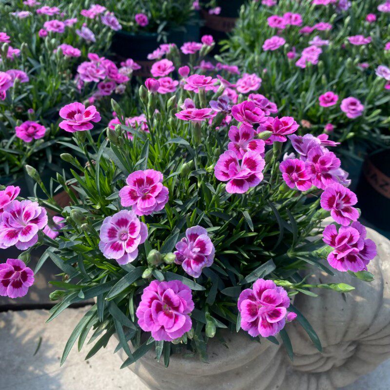 初吻石竹花盆栽蜜桃派带花苞庭院阳台观花植物花期久耐寒好养包邮