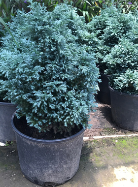 蓝湖柏蓝色波尔瓦盆栽花苗小灌木室内外四季常青美化环境大苗包邮