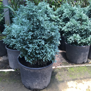 蓝湖柏蓝色波尔瓦盆栽花苗小灌木室内外四季常青美化环境大苗包邮