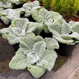 银灰鼠尾草盆栽阿尔忒弥斯庭院阳台银叶观叶观花植物耐寒美观好养