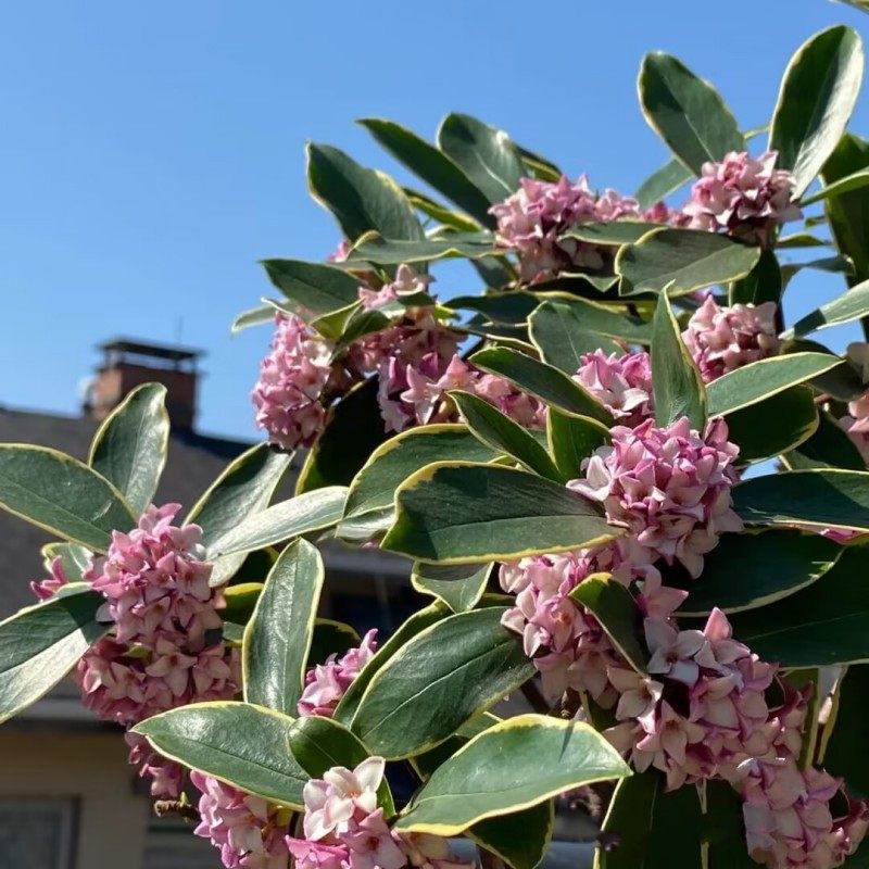 金边瑞香花盆栽  瑞香花苗办公室客厅庭院四季芳香花卉大苗包邮,鲜花速递/花卉仿真/绿植园艺,绣球/木绣球/木本植物,淘宝优惠券,粉丝福利购,淘宝优惠卷