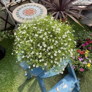 吉普赛满天星盆栽进口小叶满天星耐寒花期久美观庭院阳台观花植物