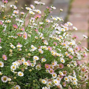 墨西哥飞蓬草盆栽带花庭院阳台垂吊花卉花镜造景植物野趣美观包邮