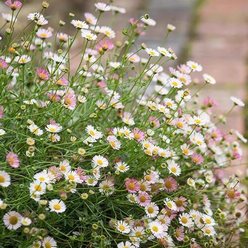 墨西哥飞蓬草盆栽庭院阳台种植