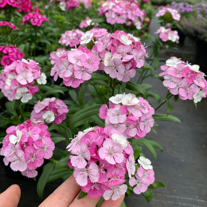 绣球石竹盆栽霹雳石竹庭院阳台多年生观花植物花期较长美观包邮