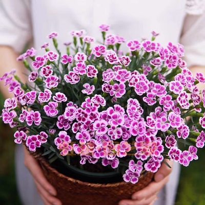 初吻石竹盆栽庭院阳台种植花期久