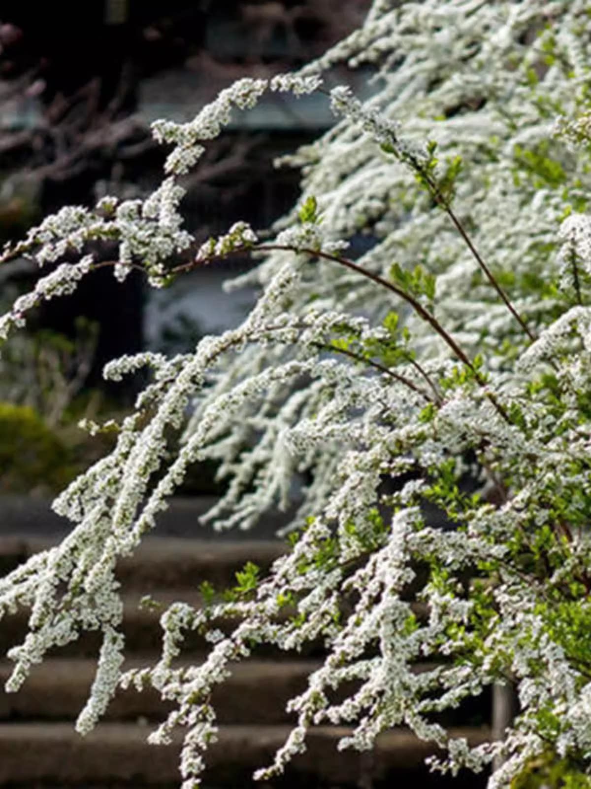 盆栽雪柳,雪柳盆栽(第2页)_大山谷图库