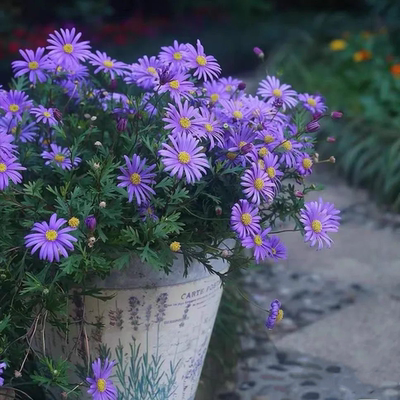 姬小菊盆栽庭院多年生开花植物