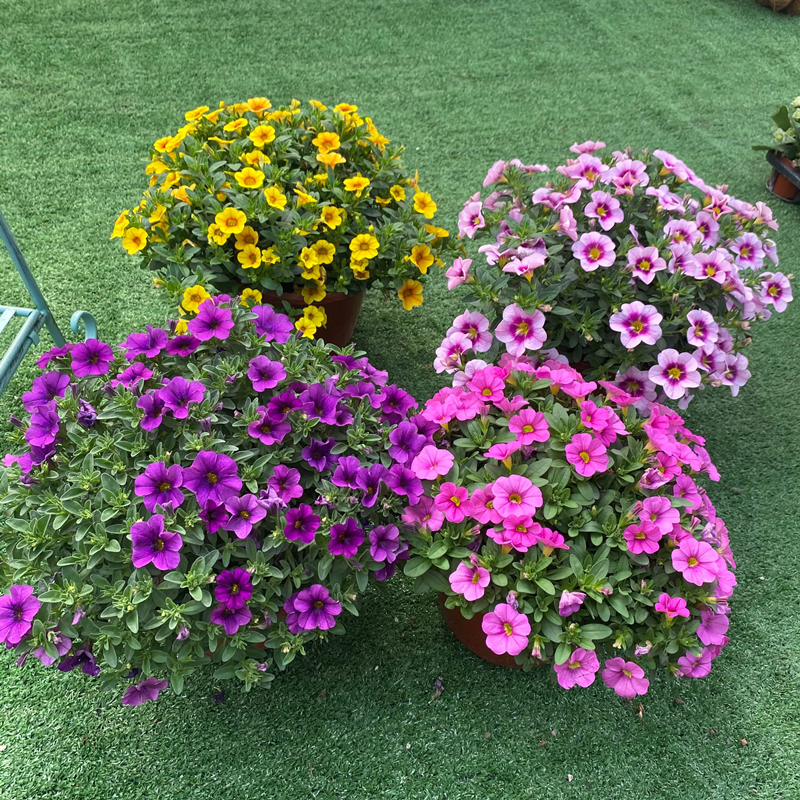 庭院阳台垂吊花卉舞春花包邮