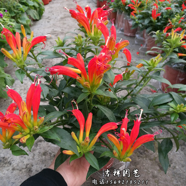 凤凰还巢盆栽直立口红花带花室内外垂吊绿植美观花期久