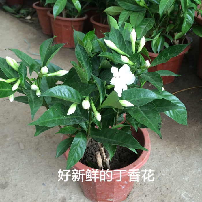 丁香花盆栽狗牙花苗庭院阳台多年生木本植物花卉好养芳香花卉