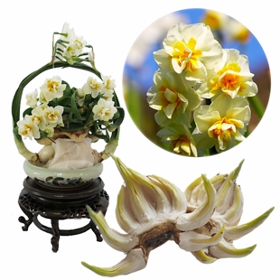 阿嬷农场15年雕刻好水仙非遗技艺漳州水仙花种球冬季桌面盆栽水培