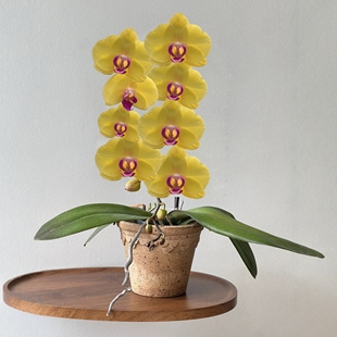 精品蝴蝶兰花苗高品质复古黄粉色超大花带花苞名贵四季 好养年宵花