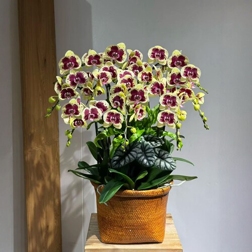 精品蝴蝶兰带花好养10株盆栽好养