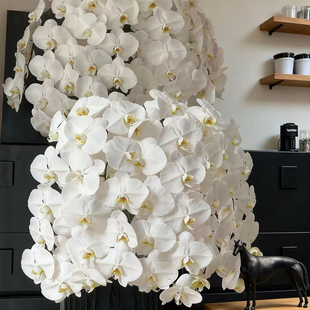 V3大白超大花蝴蝶兰花苗带花苞花剑四季 好养阳台盆栽客厅室内花卉