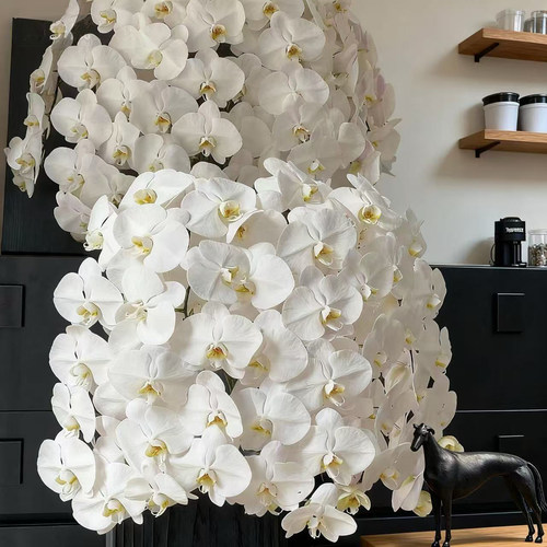 大白超大花蝴蝶兰花苗带花苞