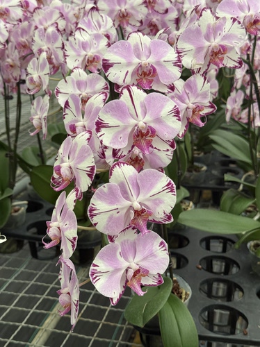 哈根达斯蝴蝶兰盆栽带花室内客厅办公室桌面四季开花植物好养易活