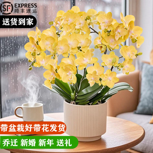 蝴蝶兰带花盆栽真花好养客厅